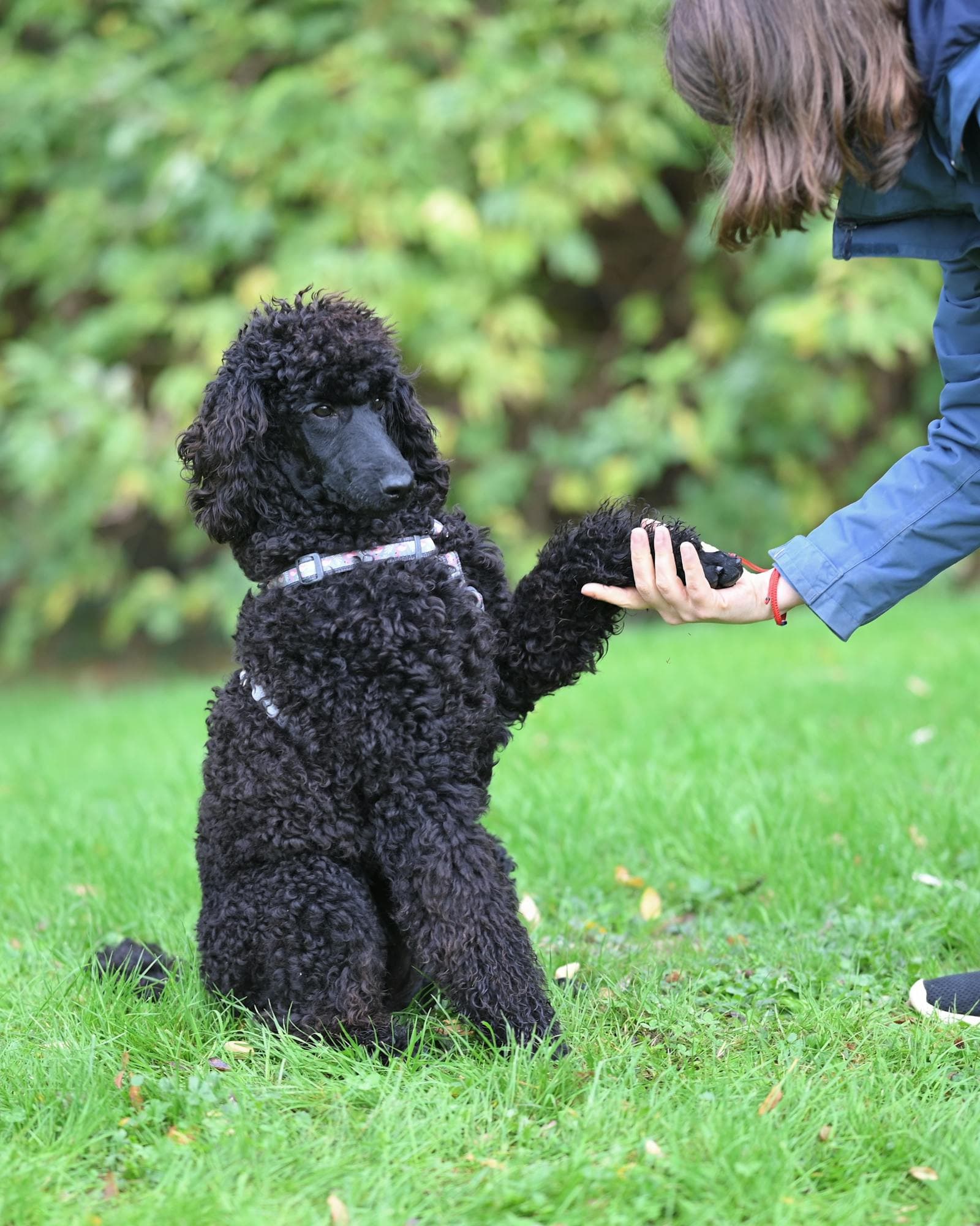 A dog offering a paw, calm and present