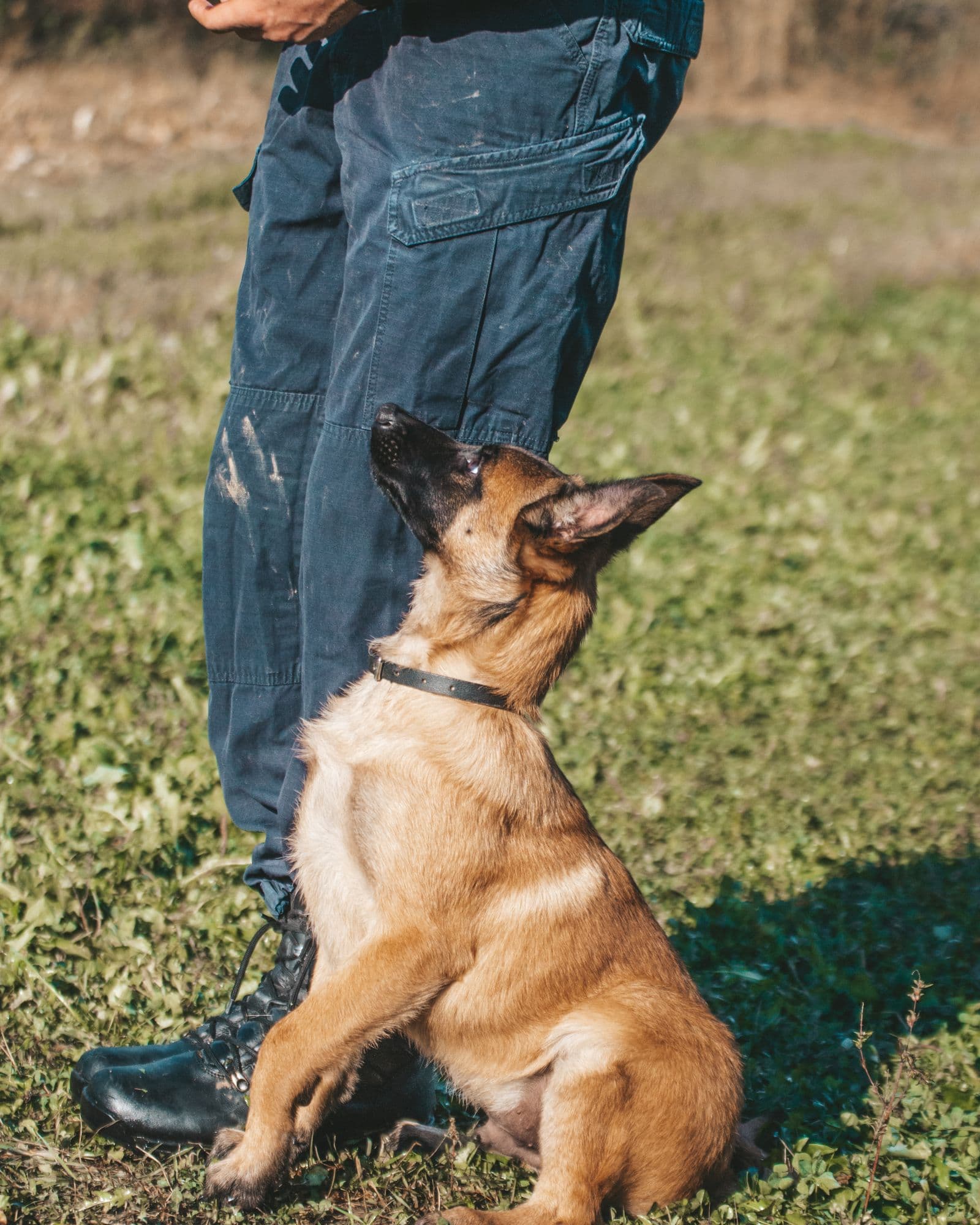 A young puppy learning, treat in hand